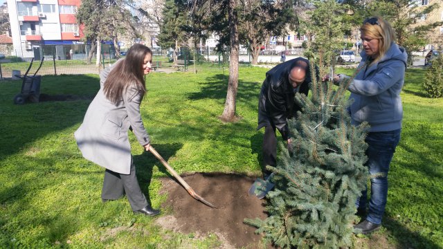Кедри и смърч украсиха булевард "България"