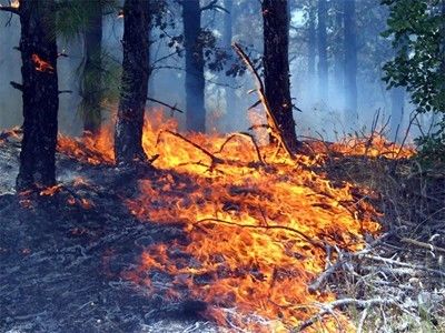 Горят 50 декара борова гора и край Божурище