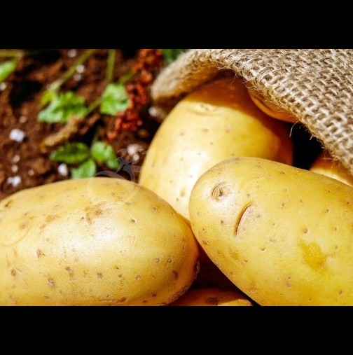 Огромен картоф извади български фермер-Снимки