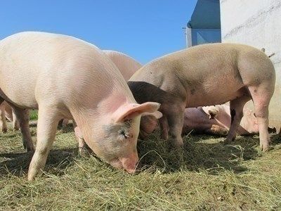 Унищожават всички хранителни продукти, внасяни от Украйна и Молдова в Румъния