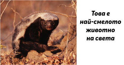 8 невероятни създания, които изумяват дори учените