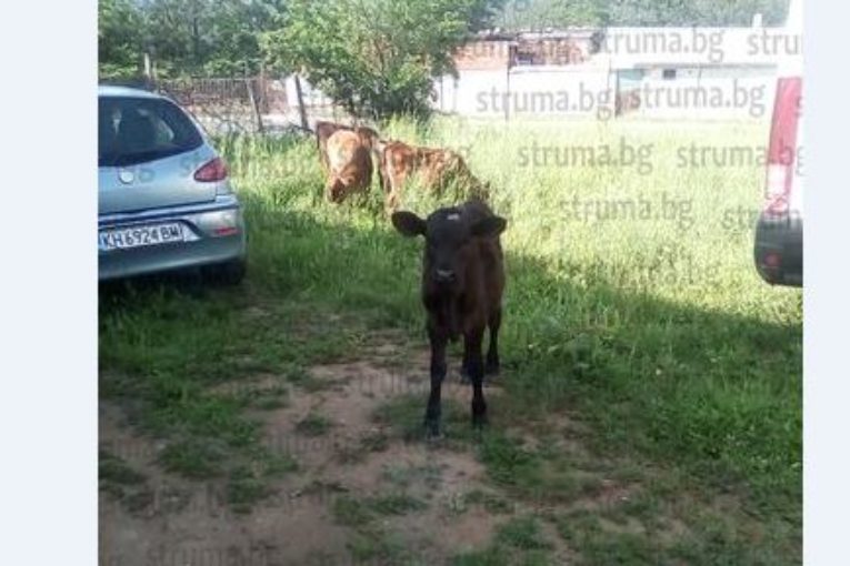 Полиция и общински служители на крак заради 8 телета на пътя Дупница – Сапарева баня