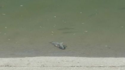 Нещо трови рибата във водите на река Чая край Катуница! Местните знаят, но органите пасуват