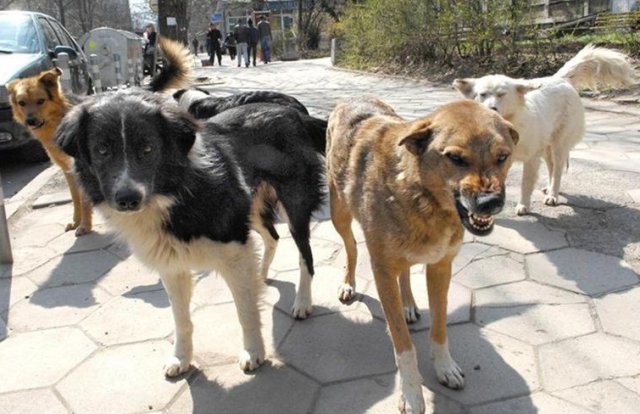 Пет пъти се увеличиха бездомните кучета в Пловдив