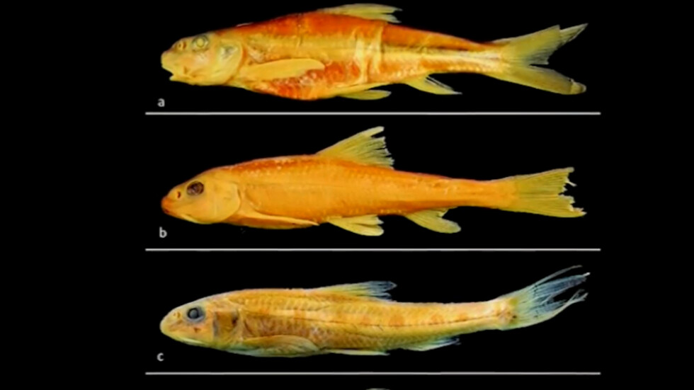 Откриха в Дунав смятана за изчезнала в цял свят риба