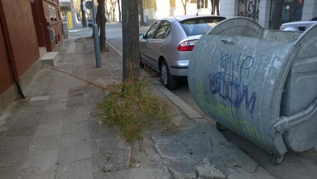 Кой си изхвърли елхата на Нова година?