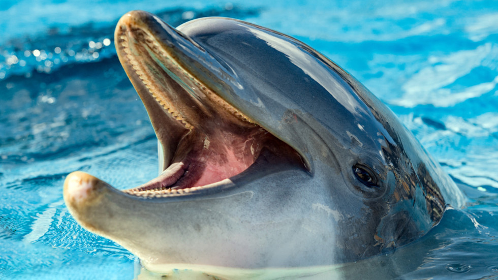 В Канада забраняват улова и развъждането на морски бозайници за забавление