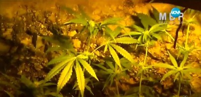 Врачанин изкопа тунел под леглото си, за да отглежда марихуана (Видео)