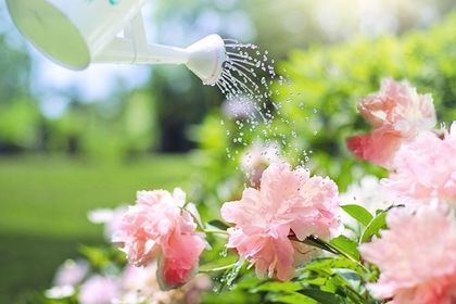 Как да омекотим водата за поливане