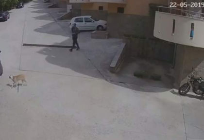 Брутално зверство потресе България (СНИМКИ/ВИДЕО 18+)