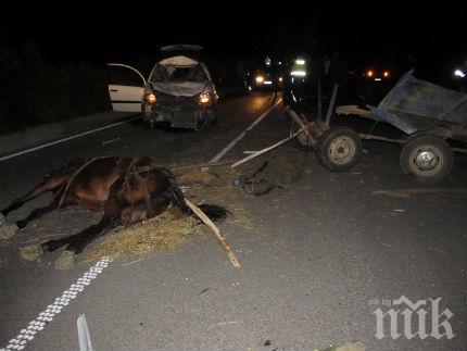 Голф се разби в катър - добичето предаде Богу дух, каруцарят се размина с травми