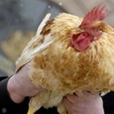 Регистриран е нов случай на птичи грип във Франция
