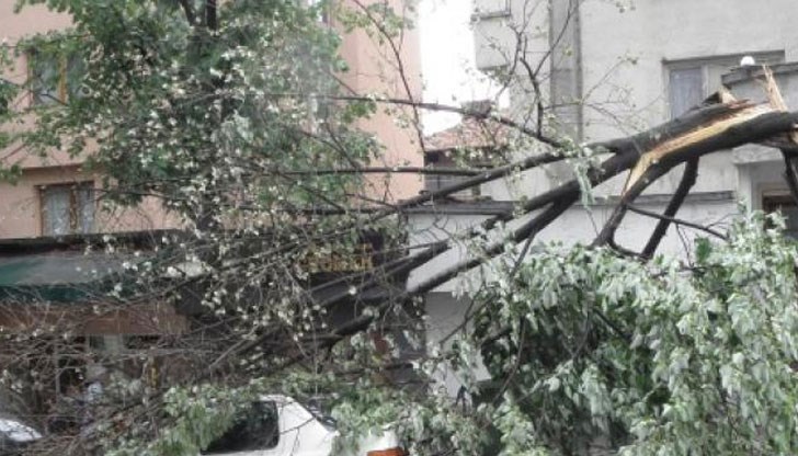 Дърво падна върху лек автомобил на булевард „Цар Освободител"
