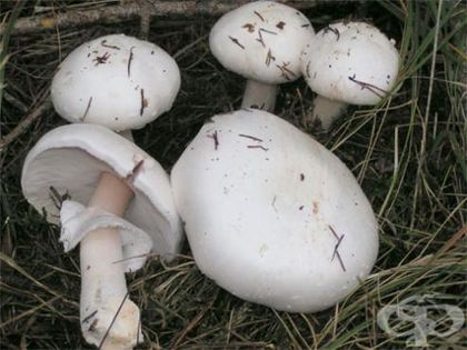 Мухоморки тръшнаха четирима - объркали ги с
печурки