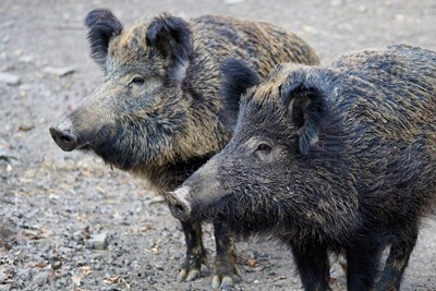 Набелязаха превантивни мерки срещу африканската чума по свинете в Шуменско