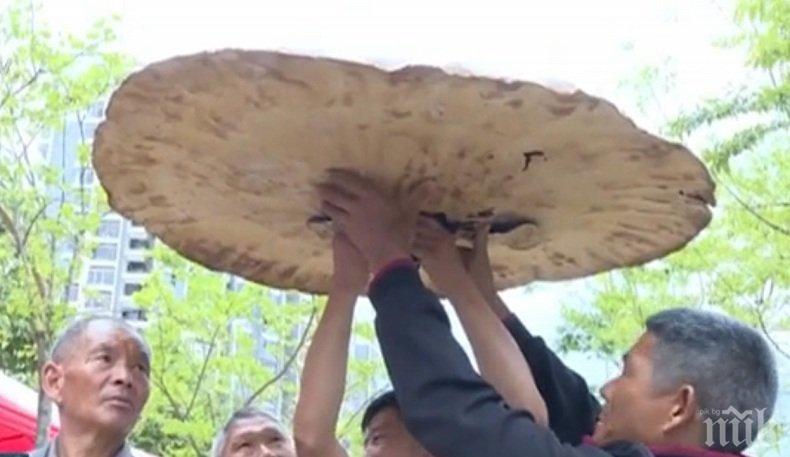 РЕКОРД! Гъба с размерите на чадър показаха в Китай
