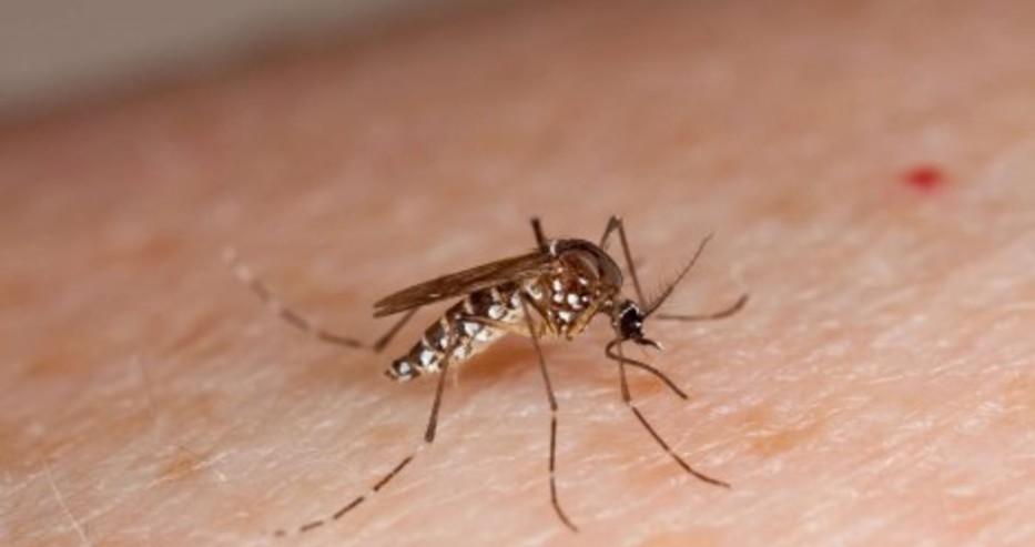 РЗИ: Във Варненска област има 126 комарни биотопа, които подлежат на проверка
