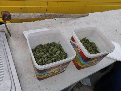 Бургас: Големи количества марихуана и метамфетамин са иззети от заведени в кв. „Банево”