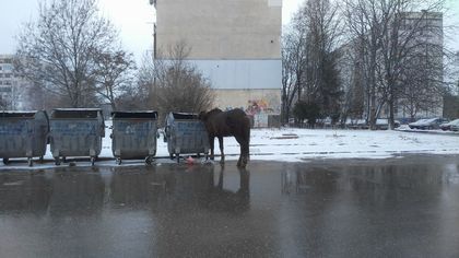България, София, Дружба 1, Европредседателство... Глад! СНИМКИ