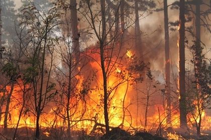 Голям горски пожар бушува край Смолян