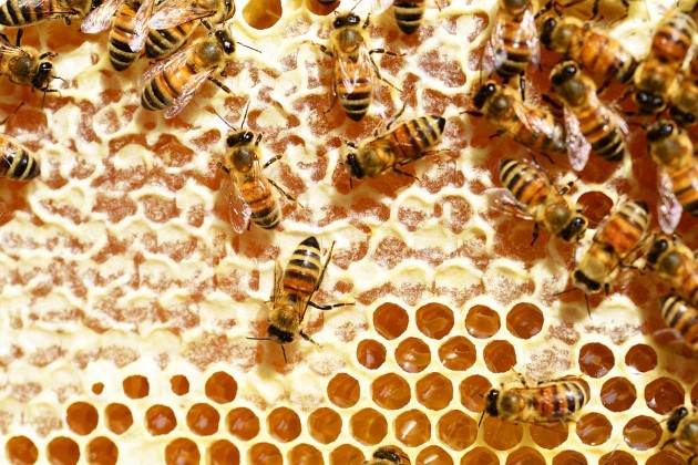 МЗХГ: ЕК одобри Националната програма по пчеларство за периода 2020-2022 г.
