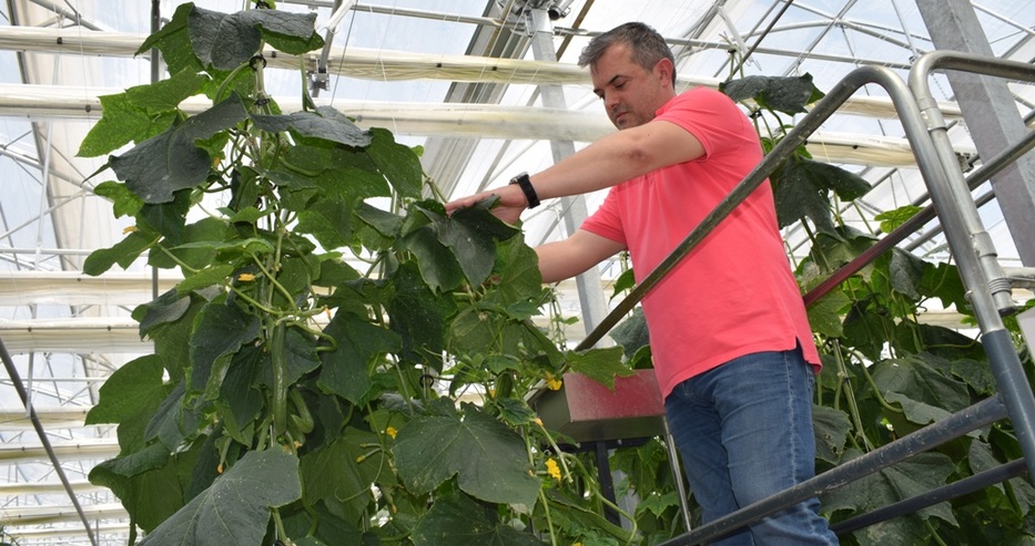 С парична помощ от ЕС: Варненец пуска класическа музика на краставиците в оранжерията си, за да растат по-добре