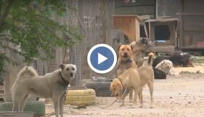 Все повече осиновени животни в Русенско