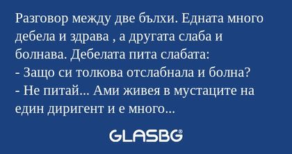 Разговор между две бълхи. Едната...