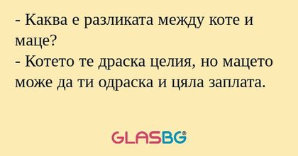 Каква е разликата между коте...