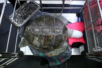 Костенурка изяде близо 1000 монети