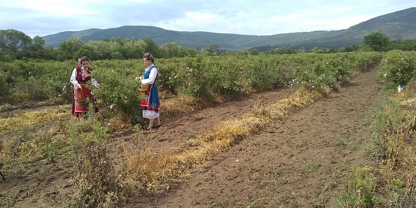 В розовите градини на казанлъшкото село Розово пред чуждестранни и български туристи бе представен ритуал, свързани с розопроизводството и поминъка на местните жители – розобер