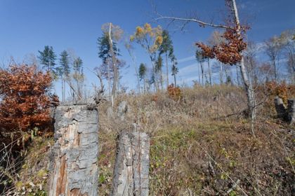 Жандармерия и екоексперти охраняват резерват „Купена”
