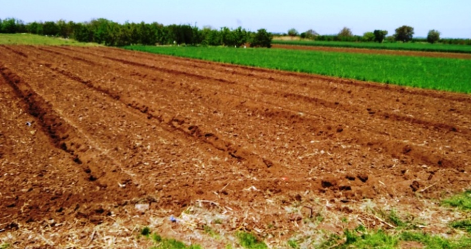 Поскъпнала ли е земеделската земя край Варна и с колко? Вижте и в кои общини в региона е най-скъпа и най-евтина