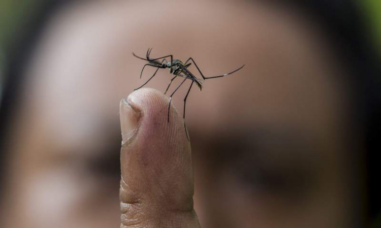 3 прости, но много ефективни начина да се спасите от нашествието на комари