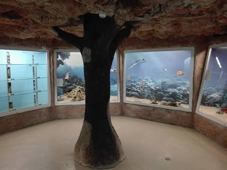 Пловдивчанин се изуми от висящи на корда пластмасови риби в Природонаучния музей под тепетата СНИМКИ