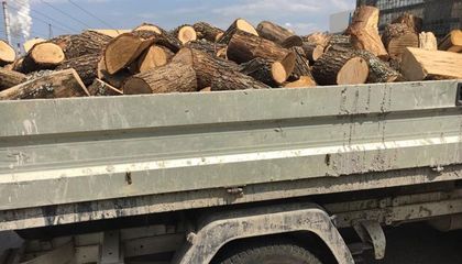 Ветовските полицаи заловиха мъж с незаконна дървесина