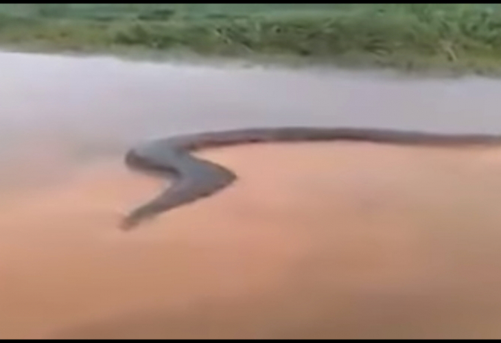 Рибар засне гигантска анаконда, преградила цяла река (Видео)