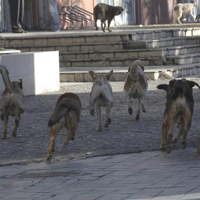 „Сител“ (Македония): Бездомни кучета нахапаха две деца в Скопие