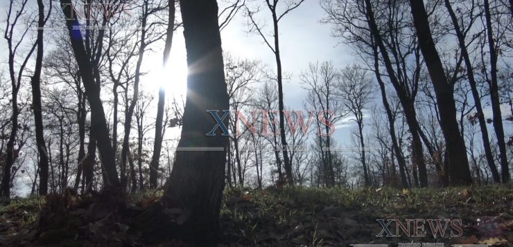 Хванаха младеж, отсякъл дървета от гора край Пъстрогор