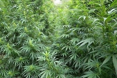 Полицаи разкриха две оранжерии с канабис, унищожени са над 820 кг. растения