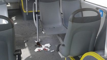 Като куче! Двама пребиха жестоко мъж в градския транспорт, бере душа