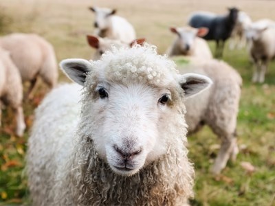 Остава контролът на БАБХ за чумата по овцете, въпреки отпадането на санкциите към фермерите