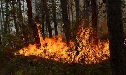 Полицията нищи горски пожар в Смолянско, не изключват умишлен палеж