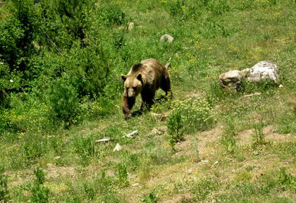 Страховит звяр изправя на нокти жителите на Сопот