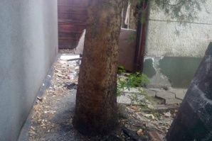 Асфалтираха дърво в Кючука, районното кметство се зае със случая