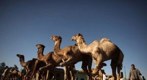 А кам(ар)илата му, я камиларят Борисов- такъв избор ни готвят