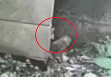 Деца снимаха загадъчно същество в изоставена градина (ВИДЕО)