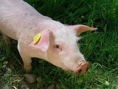 Предприемат мерки заради Африканската чума по свинете в Монтанско