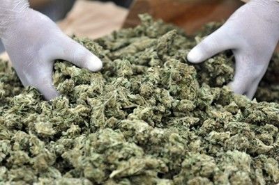 Полицията във Варна разби домашна оранжерия за марихуана