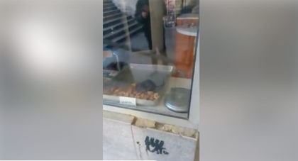 ОТВРАТИТЕЛНО! Плъх яде соленки от витрината на пловдивска закусвалня ВИДЕО
